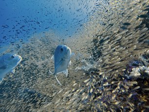 Trevally at Richelieu Rock