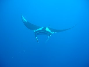 Manta rays at Richelieu Rock