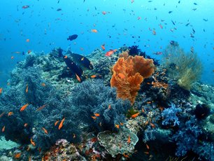 Corals at Richelieu Rock
