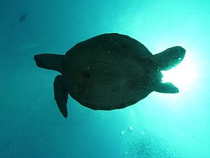 Tortuga en Richelieu Rock