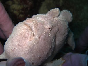 Frogfish at Richelieu Rock 