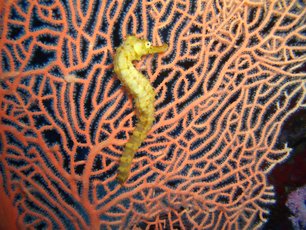 Seahorse at Richelieu Rock