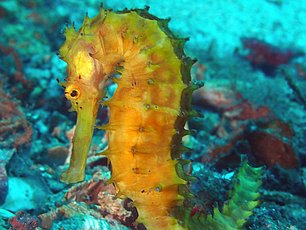 Caballito de mar en la roca de Richelieu