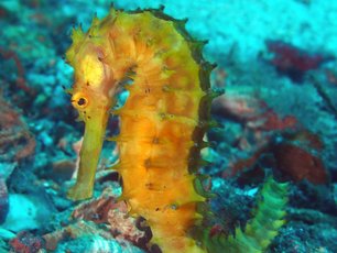 Seahorse at Richelieu Rock