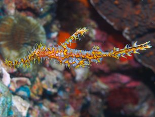 Ghost Pipe Fish at Richelieu Rock 