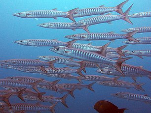 Barracudas at Richelieu Rock 