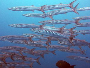 Barracudas at Richelieu Rock 