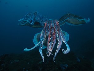Cuttlefish at Richelieu Rock 