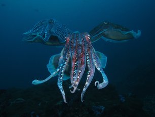 Cuttlefish at Richelieu Rock 