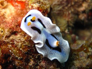 Nudibranche à Richelieu Rock