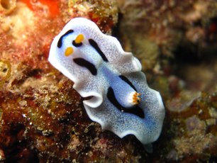 Nudibranch Richelieu Rock