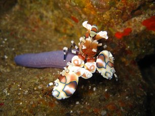 Harlequin Shrimp at Richelieu Rock