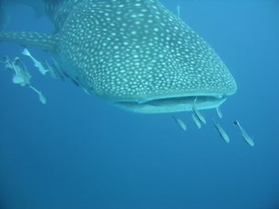 Tiburón ballena en la roca Richelieu